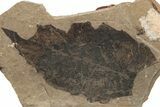 Fossil Leaf (Fagus) - McAbee, BC #226105-1